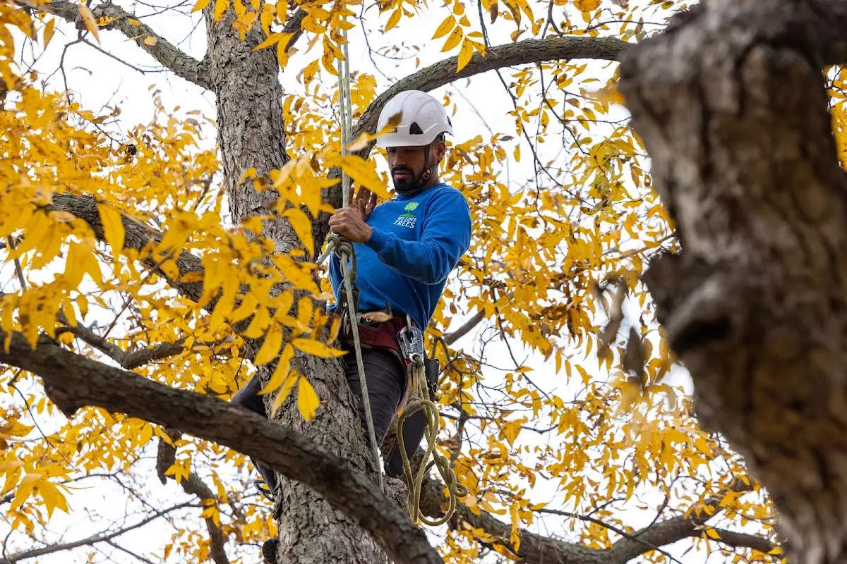Skilled Storm Damage Cleanup crew working in Dillwyn